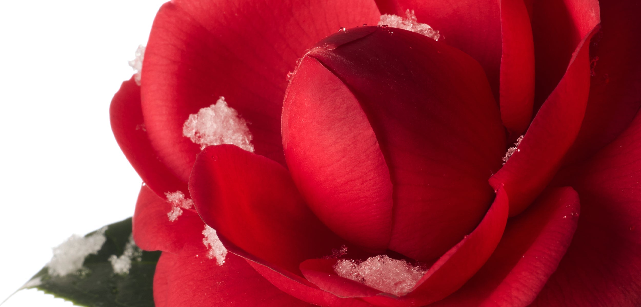 What Makes Camellia Oil So Nourishing?