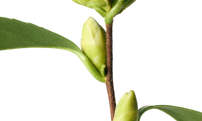 Centella Pimple Patch