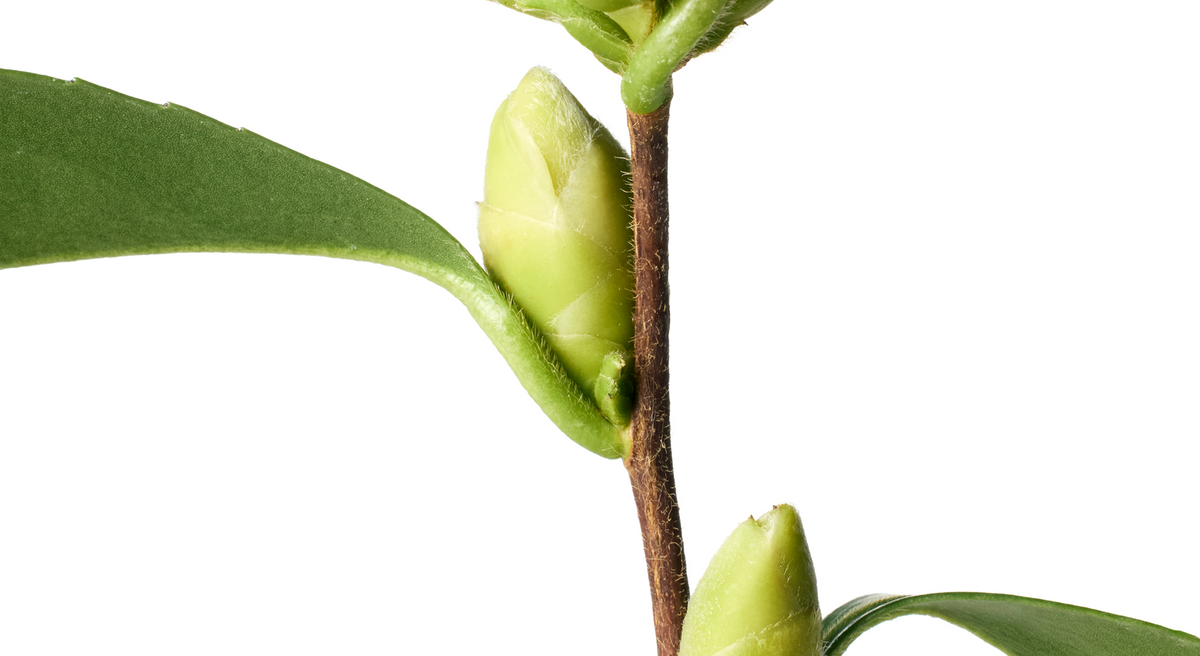 <p>Our Ingredients</p>