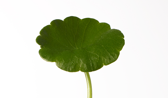 Centella