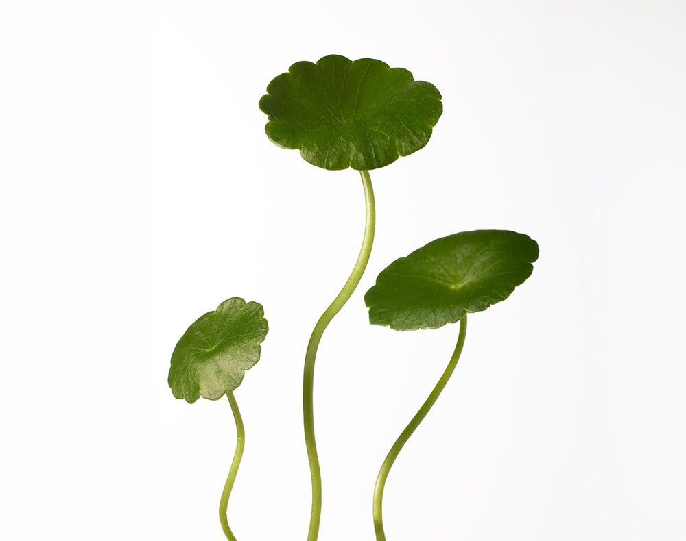 Centella