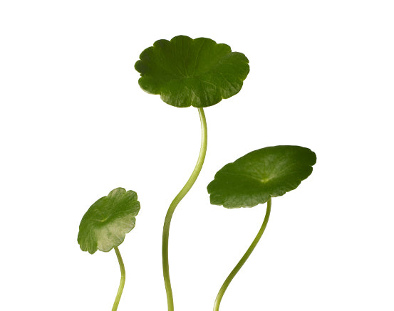 Centella